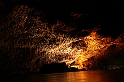 Kanary_2010 338
